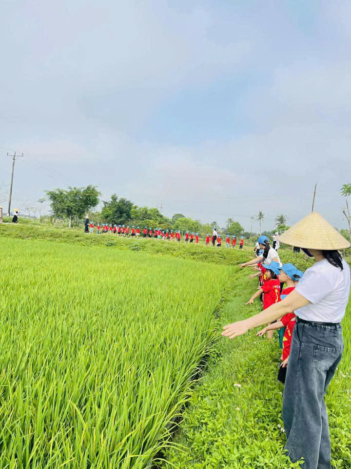 Cô Thìn đồng lúa