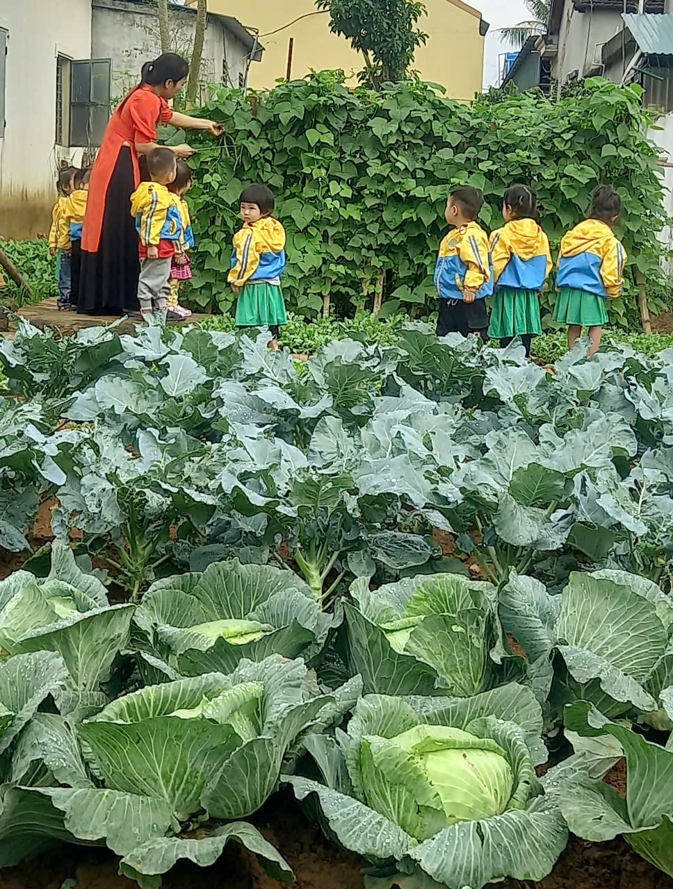 nhóm trẻ tham quan vườn rau 2