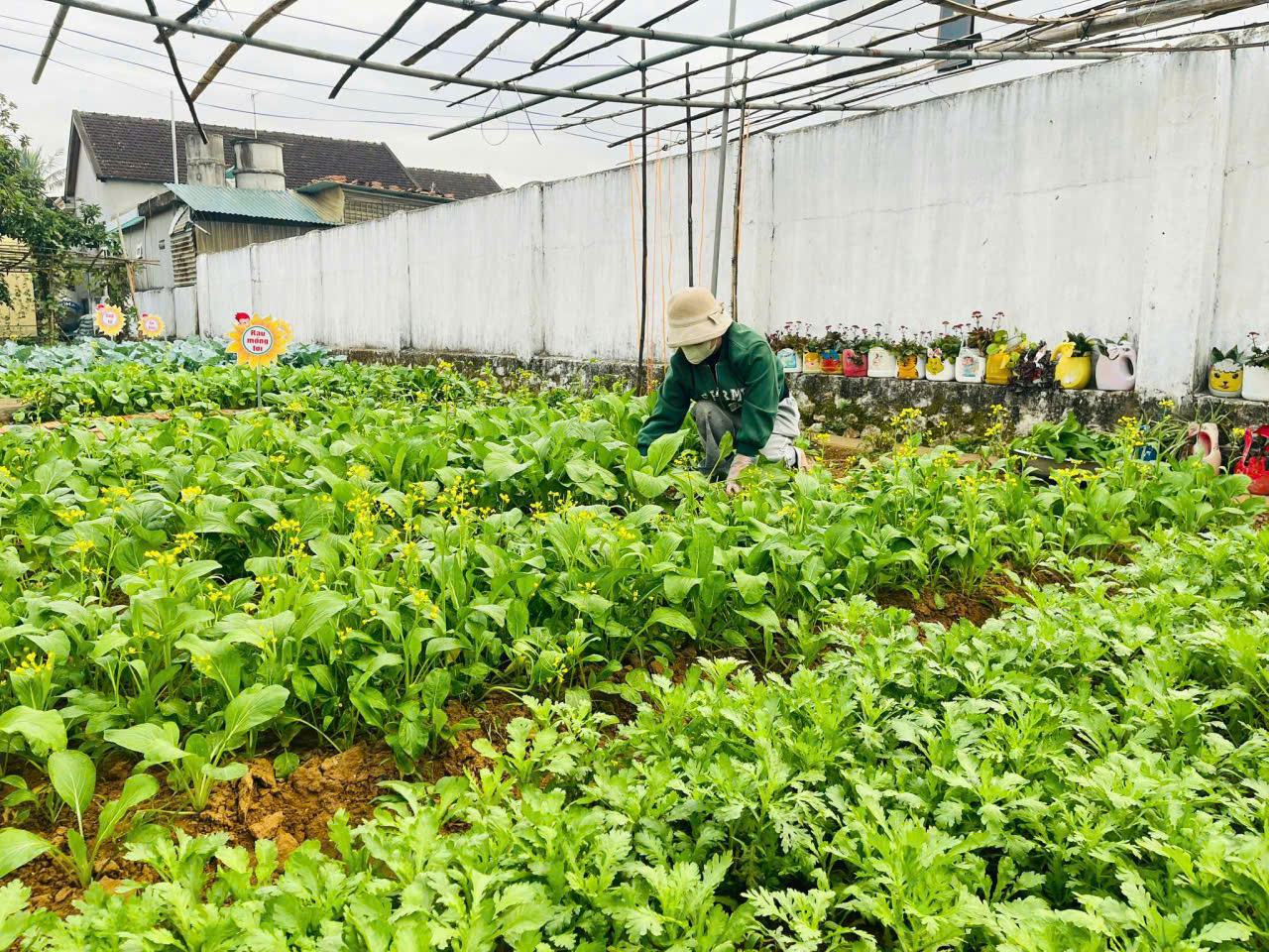 gen h vườn rau